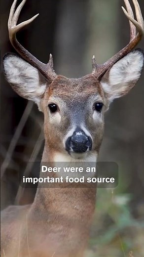 The Buck Moon and its Significance to Native American Peoples