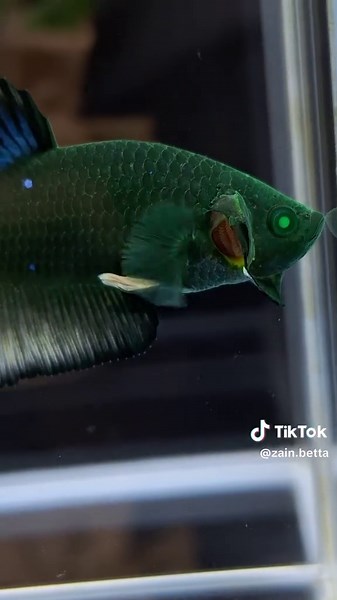 Yellow Green Hulk Betta Fish Overview