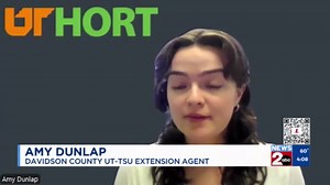 Impact of Bradford pear trees in Tennessee