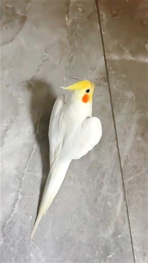 Cute Opera Singing Moments 🎶🦜☺️ #cockatielscraze #birdsinging