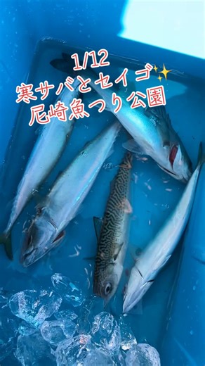 1/12寒サバとセイゴか好調🎶尼崎魚つり公園 #フィッシングマックス #フィッシングマックス武庫川店 #釣り #fishing #釣り好きな人と繋がりたい