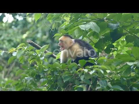 Monkeys Repellent with ultrasonic technique