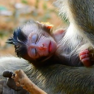 The First Day Monkey Mother Teaches Newborn Baby Monkey To Walk | Monkey Rainbow | Monkey Rainbow