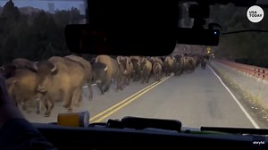 Bison herd thunders past tourists, shakes bridge in Yellowstone
