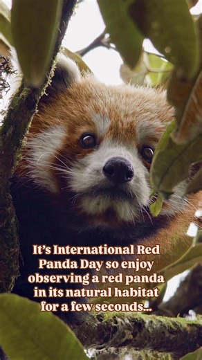 Ever seen a red panda in the wild? They’re the cutest climbers! Meet the original panda – It’s International Red Panda Day ✨ Did you know red pandas were discovered 50 years before giant pandas? They’re the only member of their family and can even climb trees headfirst! 🌳 These fascinating creatures spend 55% of their day sleeping, but when they’re active, they communicate with cute huff-quacks and tail arches! 🌿🐾 By supporting us you can ensure these adorable living teddy bears can safely sn