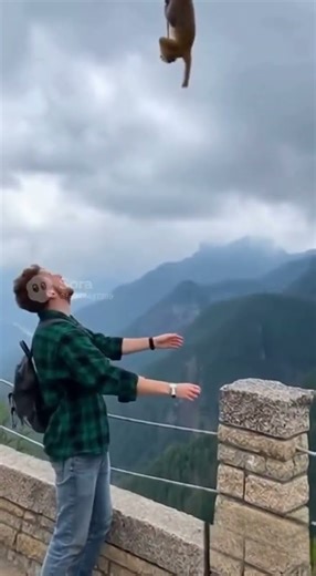 Hilarious Monkey Moments #funnymonkey #animalcomedy