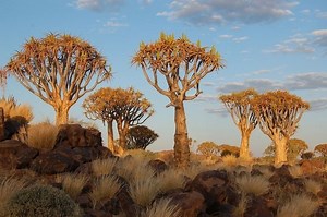 Quiver Tree Forest - Alchetron, The Free Social Encyclopedia