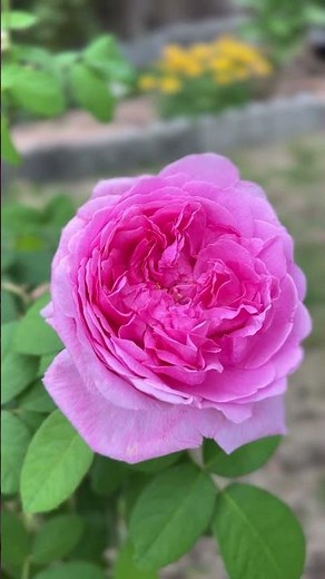 Comte de Chambord rose has a very strong and fruity old rose fragrance.