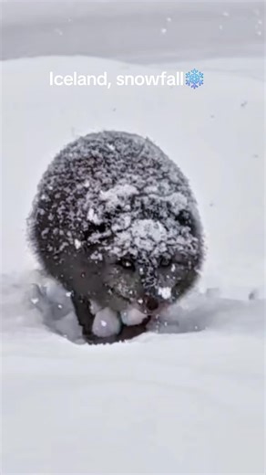 Iceland, snowfall and Arctic fox🩵 #snowfall #iceland #wildlife #arcticfox #animalslover