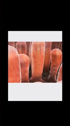 How Your Body Absorbs Nutrients – Physiology Demystified #Physiology #MedStudent #Absorption #shorts