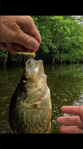 Will a Berkley Gulp! minnow work on a jig❓ #fishing #crappie #fishingtips