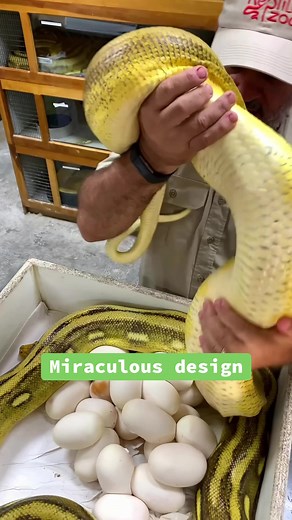 Reticulated Python Egg Transfer Process Explained