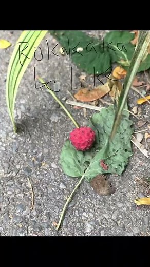 When you find a rokakaka fruit in real life: