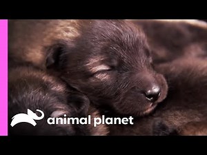Keeshond Pup Makes Friends In The Farm | Too Cute