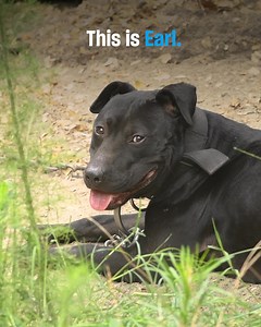 9.9K reactions · 1.4K shares | Animals like Earl are in dire need of rescue and protection. By giving a little bit every month, you can give more animals, like Earl, a second chance. 冀 Your ongoing support means more rescues, more recoveries, and more second chances. ⛔ Become a monthly donor today and help build a more compassionate world for animals. | Humane World for Animals | Facebook