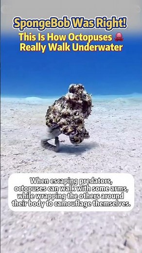 【SpongeBob Was Right?! Octopuses Actually Walk Like This!】