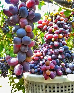 How To Make Grape Syrup 😉 Join Our Group: Vegetable garden. Thank you so much! | Survival Amazing