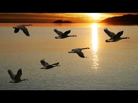 5-lessons to learn from geese