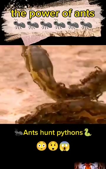 ants huntpythons #fun_animals9 #ants #python #animals #fyp #foryou #top_animals9 | Favorite Movies