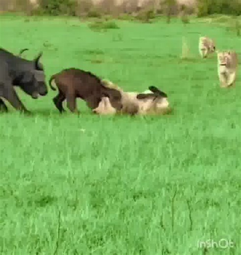 I'VE SAID 4 DECADES, THE MOST IMPORTANT QLA CHOICE IN UR POVERTY-STRICKEN LIVES IS UR CHAIR! MOST FAIL QLA B/C THEY CHOOSE POORLY/LOSE CONTROL! LIKE THIS VID, UR CHAIR MUST STEP UP WHEN THE BOARD DOESN’T! I HAVE SAVED MORE WEAK CVNTS FROM FINANCIAL PERIL THAN I HAVE GREY HAIR! | Dan Peña - The Trillion Dollar Man