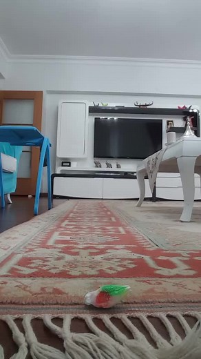 koş bulut koş🤣🤣🐦#kesfetle#bizionecikar#muhabbetkusu#BBFC #benbulut #bulut #koşankus