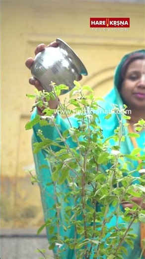 Tulsi की मिट्टी क्यों है इतनी पवित्र?