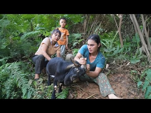 Explore wild goat trails, goat trapping, crocodile rescue, catch fish, farm life, survival farm