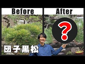 [Pruning black pine] The rules for clearing out lumpy branches [Short-leaf method autumn/winter c...