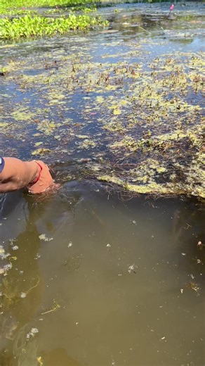 Learn How To Finding Betta Fish In Lake