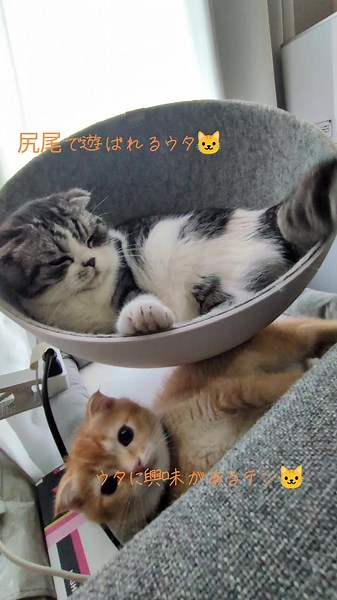 うたてん日記🐱👉️ @uta_ten_cat #スコティッシュフォールド 2匹との幸せな生活✨ 成長と思い出を記録していく #猫スタグラム スタート📷️ 猫好きさん、スコティッシュフォールドの飼い主さん、仲良くしてください🙇✨ うた🐱 サバトラ ♂ てん🐱 ゴールデン ♂ #猫好きさんと繋がりたい #猫のいる暮らし #スコティッシュフォールド子猫 #猫 #猫すきな人と繋がりたい #cat #scottishfoldfold #札幌猫 #札幌 #猫のいる生活