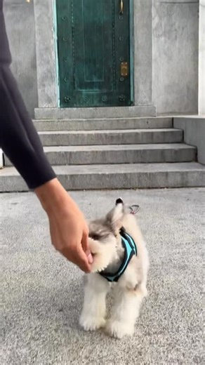 Winston Schnauzer on Instagram: "Throwback to teaching Winston his first command 😎"