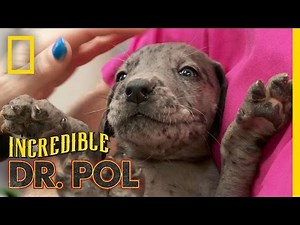 Pawsitively Adorable Danes | The Incredible Dr. Pol