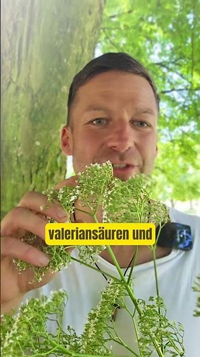 Diese Pflanze funktioniert seit Jahrhunderten beim Einschlafen. Baldrian.