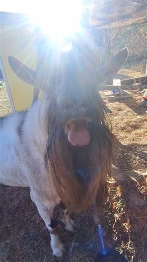 16K views · 496 reactions | This goat is scary when played in slow motion!  藍 #scary #goat #funny #omg | Lorne Rogers | Facebook