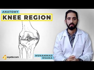 Knee Region Anatomy | Introduction