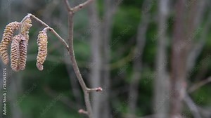 Close-up view of male hazel or birch catkins hanging on tree twig in spring park or forest. Real time handheld video. Soft focus. Beauty in nature. Allergic rhinitis theme.