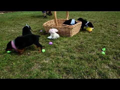 Doberman Puppies in Allenwood, PA