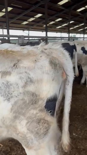 7.4K views · 13 reactions | Wednesday 12th November 30 dairy heifers for tomorrows store sale ex Oatridge. Genomic tested will make good cows. Surplus to requirements. Contact Andrew Weir 07384 514363 | United Auctions - Livestock Auctioneers | Facebook