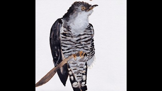 Listen: https://smarturl.it/cuckoosong Order Vinyl: https://shop.cosmosheldrake.com/ This is the new single from an upcoming Wake Up Calls album out September 18th. Cuckoo Song is composed by Benjamin Britten and features the sound of a Cuckoo singing above Britten’s grave in Aldeburgh Cemetery, recorded by the soundscape ecologist Bernie Krause. Hope you like the track. Cosmo | Cosmo Sheldrake