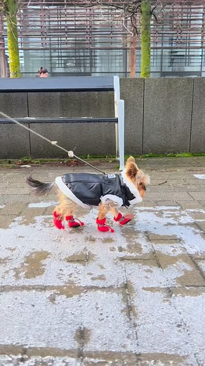 6.1K views · 1.4K reactions | Learning how to walk in my new winter yorkie boots  Get Your dog boots at our shop, link in bio  potatopaw on tt | Yorkies Gram | Facebook