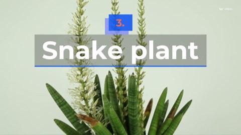 10 Humidity-Loving Plants That Will Thrive in Your Bathroom