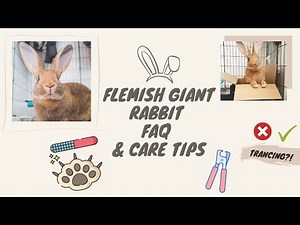 How To Trim Your Rabbit's Nails - FAQ Tutorial (grooming tools + techniques) | Flemish Giant