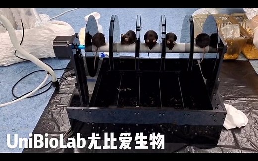 小鼠转棒实验 rotarod test