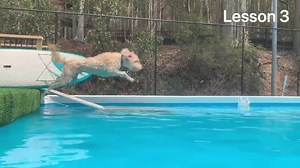 77K views · 7.9K reactions | Cooper the Mini Labradoodle had his third swimming lesson today. He’s done so well. I thought I’d put together all three so you could see where he’s come from and what he achieved today. Well done Cooper, you are going to be rocking Small Dog Day buddy! | Doggy Daycare Farm Trips | Facebook