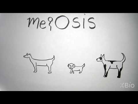 What is Meiosis?