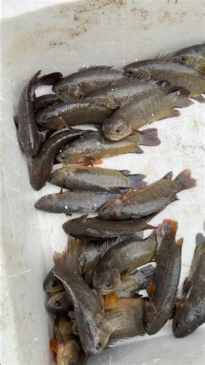 Amazing Big Desi Koi Fish In Govindpuri Market Delhi #shortvideo #fish #rrrm