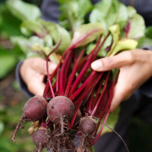 Vegetable Gardening Tips and Tricks | Planet Natural