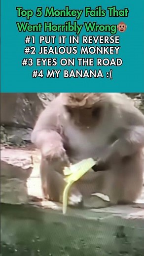 TOP 5 Monkey Fails That Went Horribly Wrong 🐒