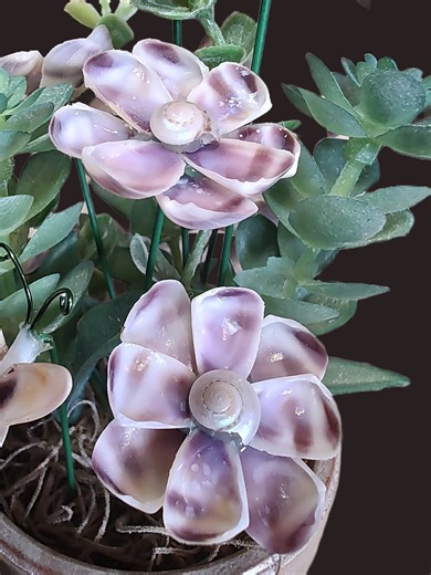 Purple Coquina Shell Flowers With Snail Centers, Coastal Decor: Set of 5 - Etsy