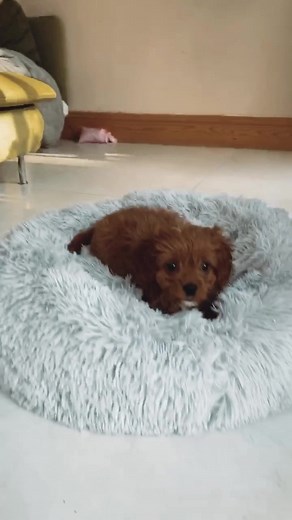 Lou Teasdale on TikTok